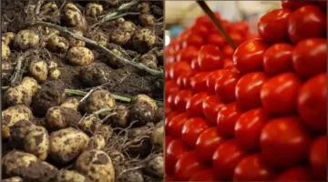 أسعار الطماطم تقفز إلى 40 جنيهاً وسط موجة غلاء تضرب الأسواق قبل العيد